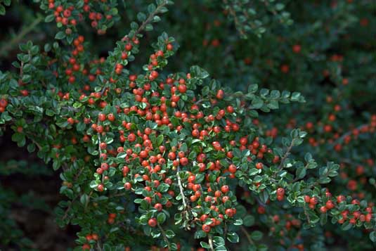 Кизильник блестящий Cotoneaster