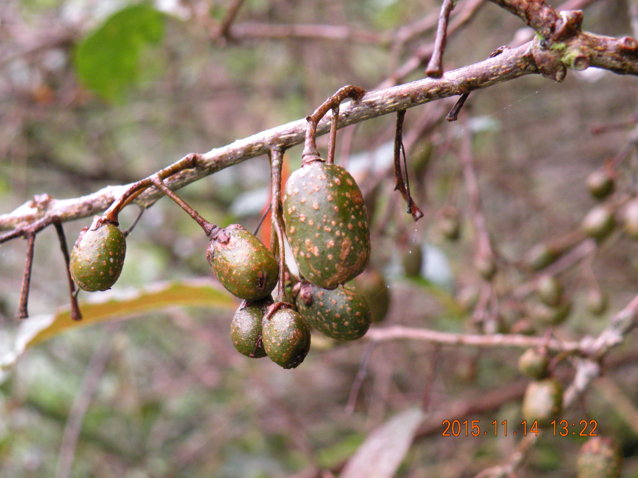 international backfill (iNaturalist): Actinidia