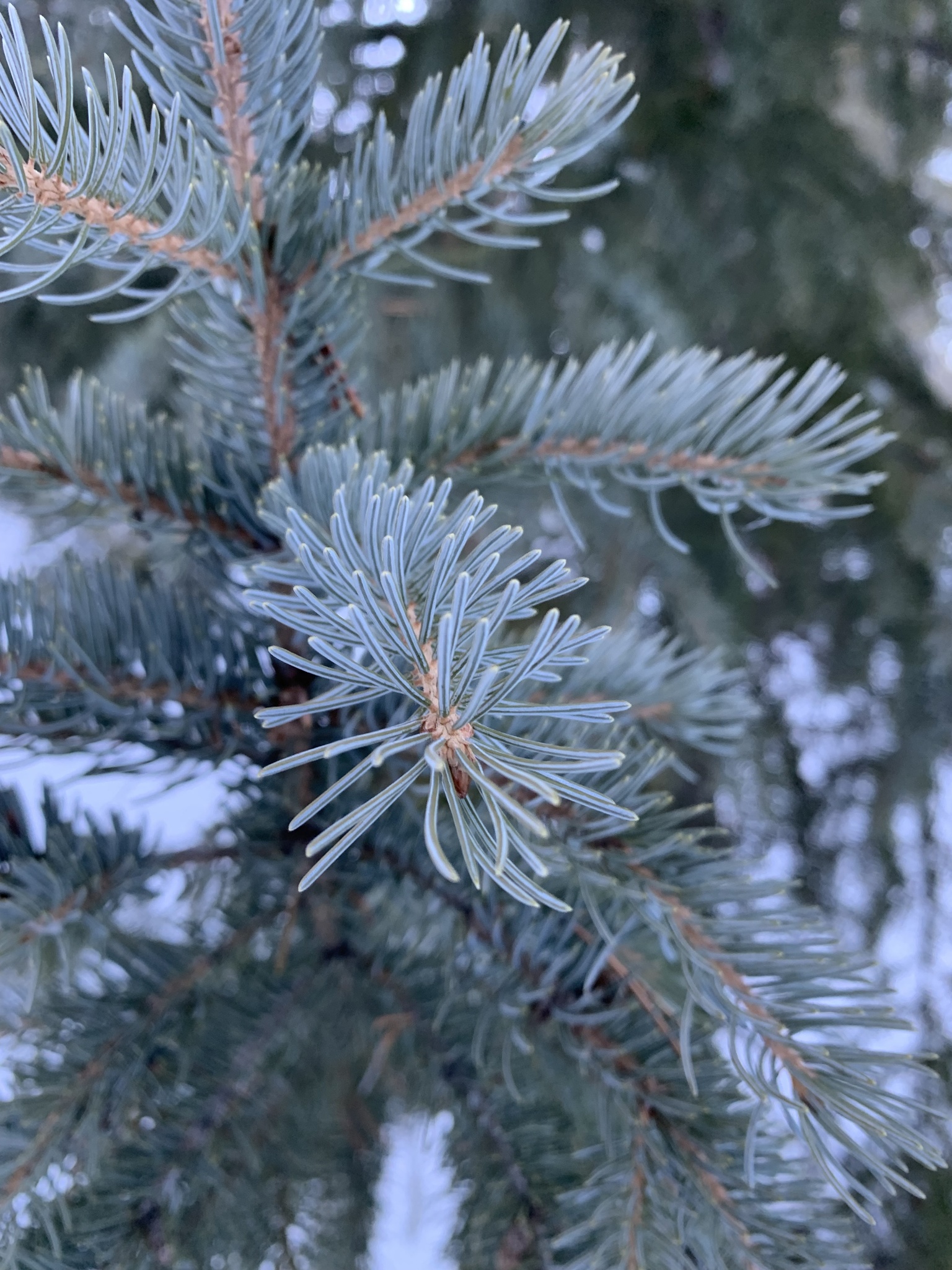 international backfill (iNaturalist): Picea pungens