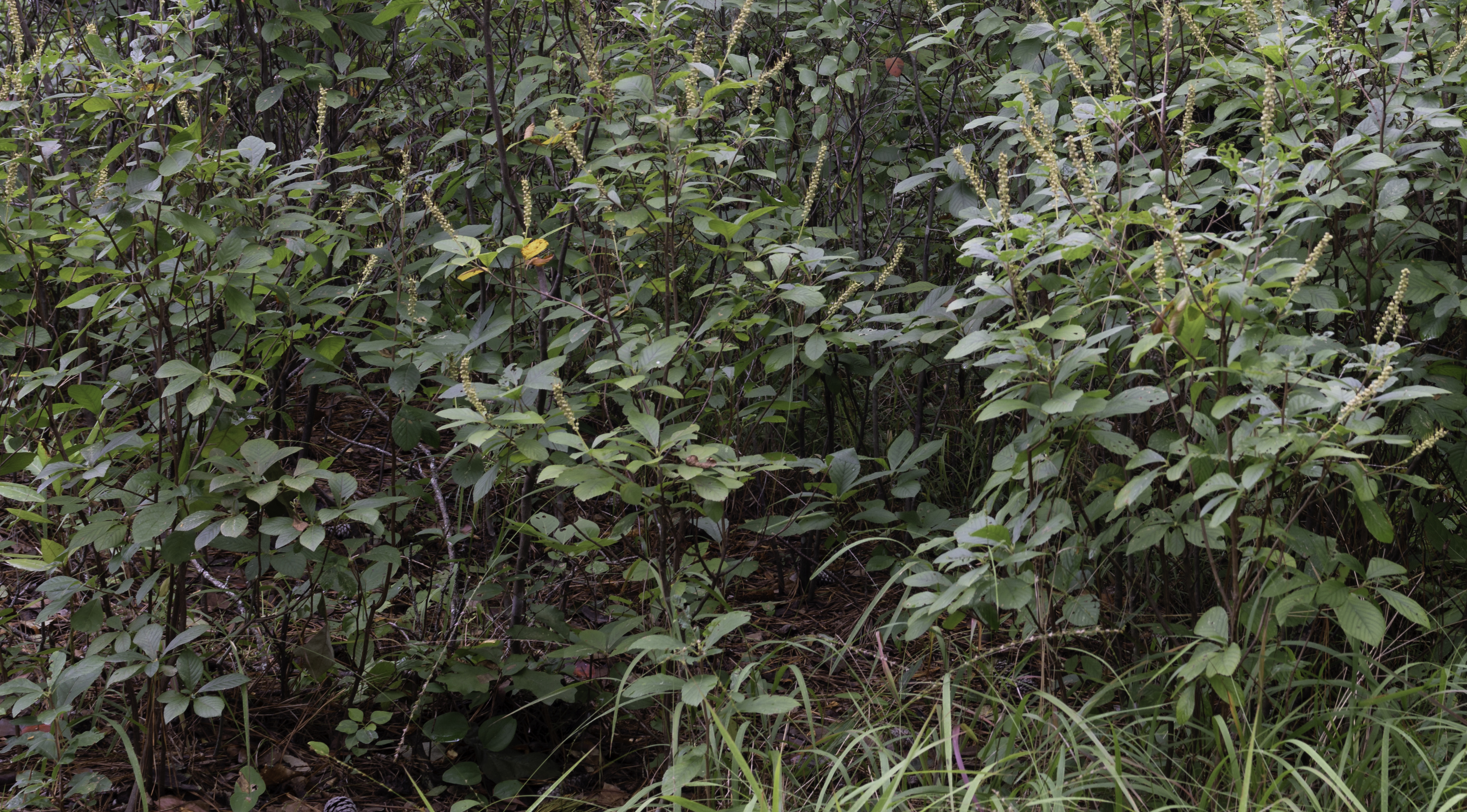 Клетра ольхолистная Hummingbird (Clethra alnifolia Hummingbird)