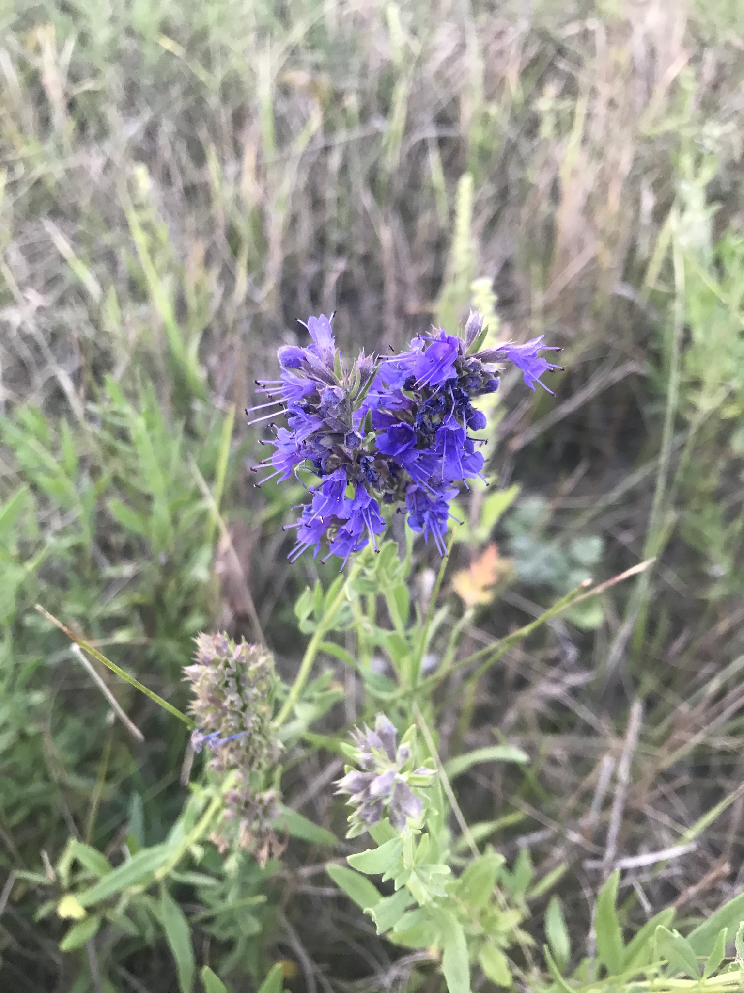 international backfill (iNaturalist): Hyssopus officinalis
