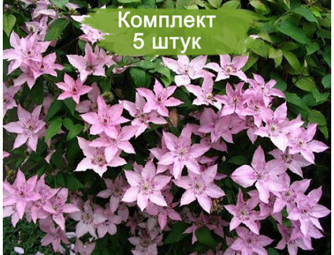 Клематис Хегли Хайбрид ( Hagley Hybrid )