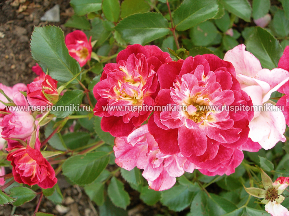 Шрабы Fuchsia Meidiland’ = ‘MEIpelta