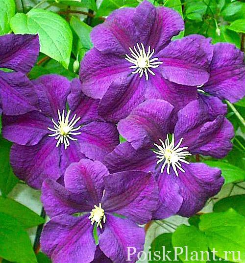 Клематис фиолетовый Etoile Violette