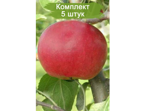 Яблоня Ред Фри