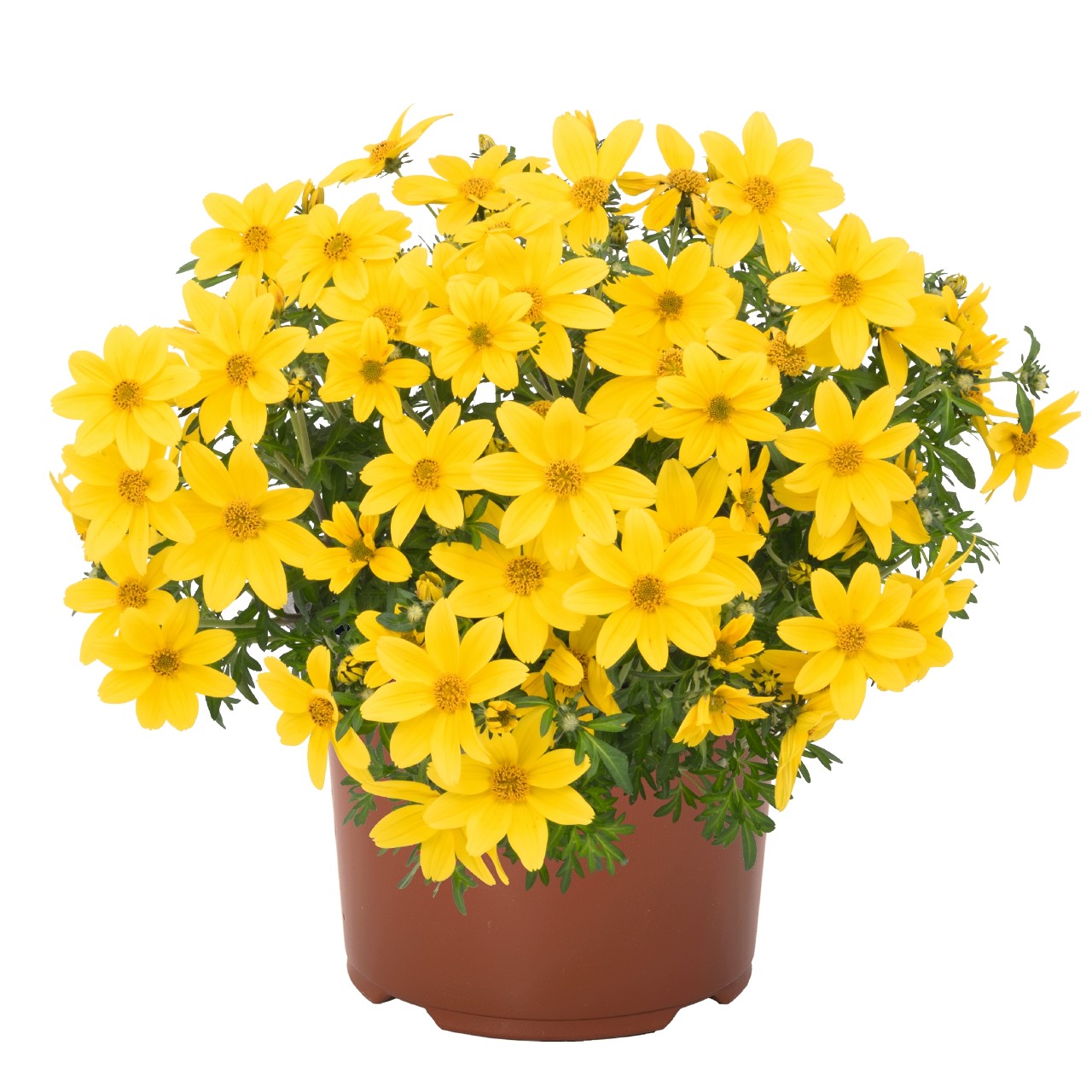 Биденс Bidy Boom Yellow Big
