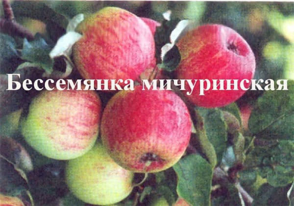 Яблоня Бессемянка мичуринская