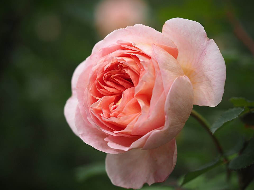 Роза Abraham Darby
