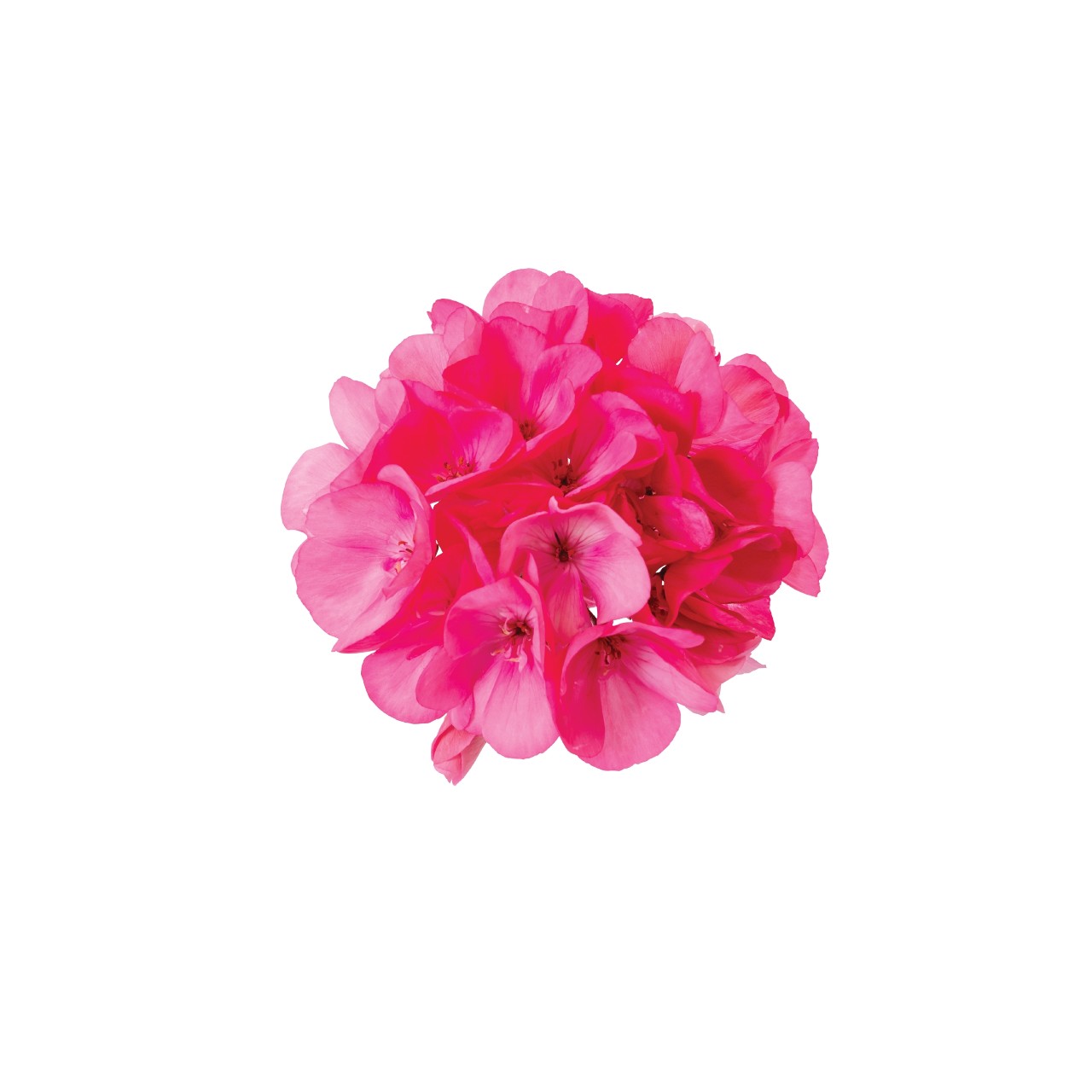 Пеларгония Survivor Idols Pink