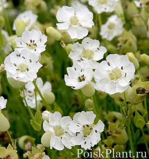 Смолевка морская Weisskehlchen