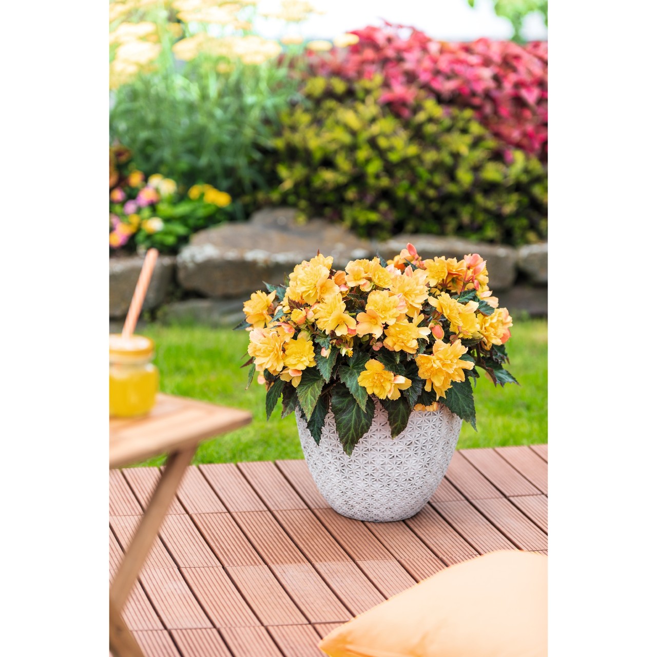 Бегония I'CONIA Portofino Citrix