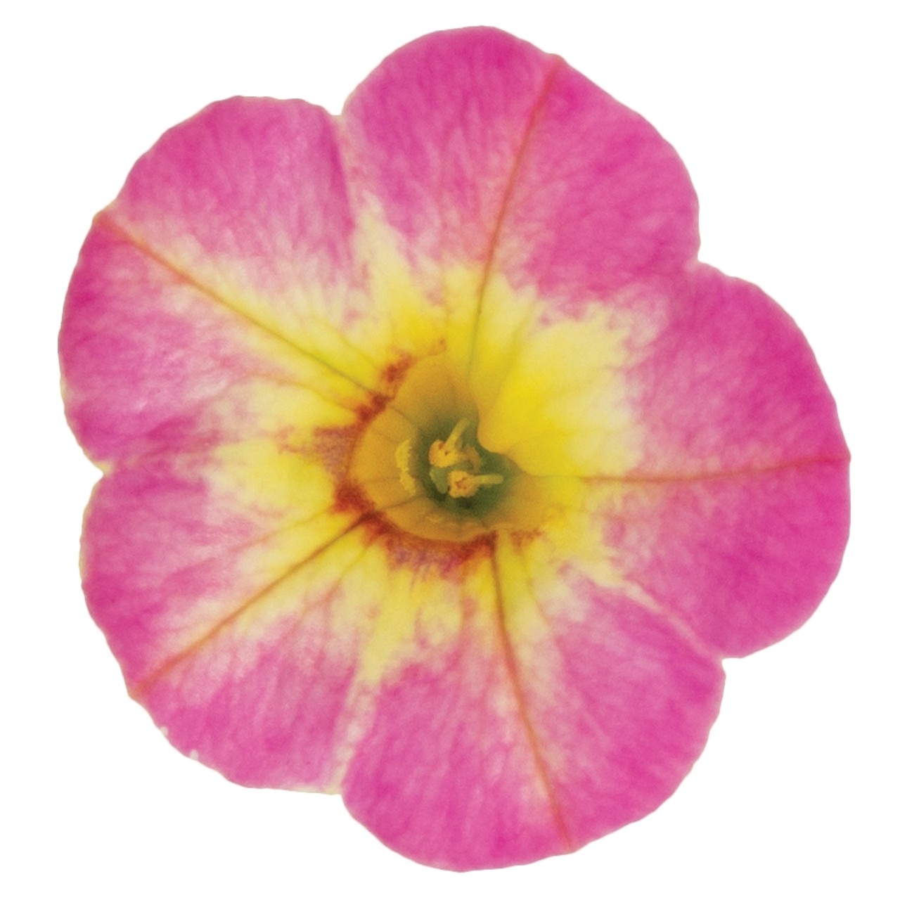 Калибрахоа Rainbow Pink