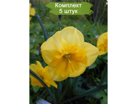 Нарцисс Керли Лэйс (желтый)