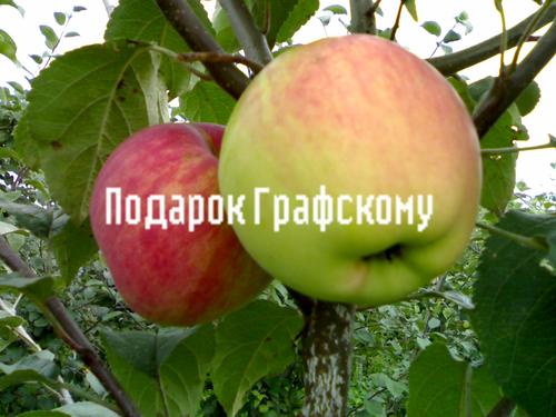 Яблоня Подарок Графскому