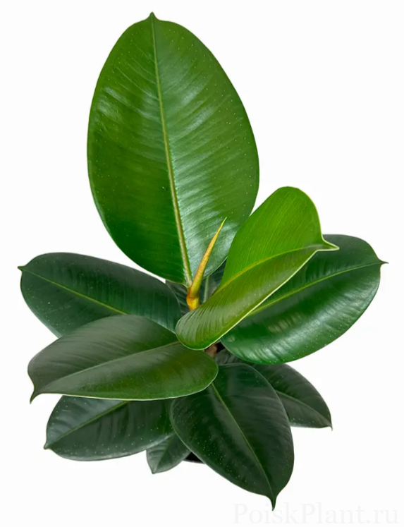 Фикус каучуконосный Robusta