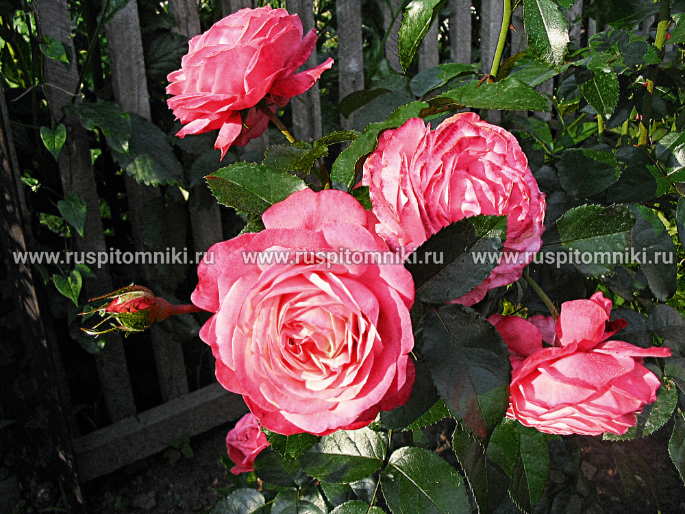 Плетистые крупноцветковые розы Rosanna’ = ‘KORinter’. LCl.