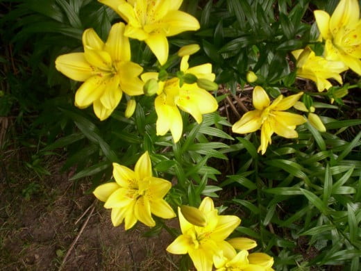 Лилия азиатская FantAsiatic Yellow