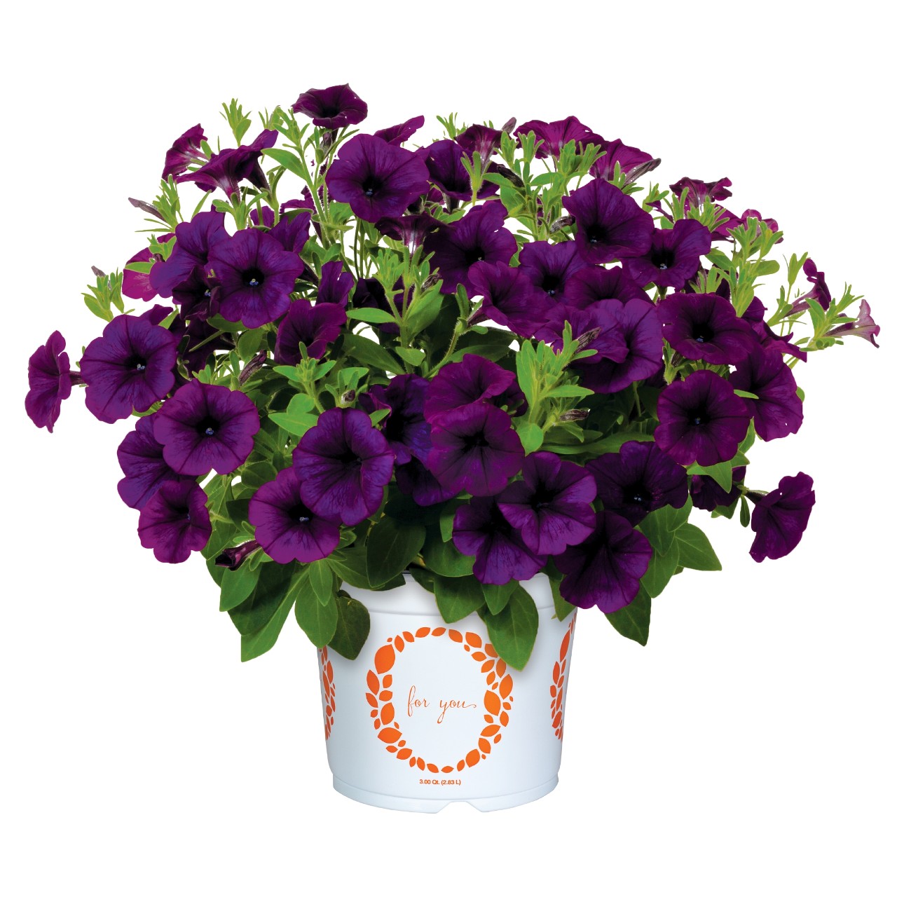 Петуния Sweetunia Lilac Blue 2026