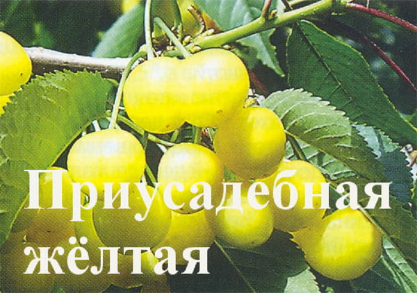 Черешня Приусадебная жёлтая