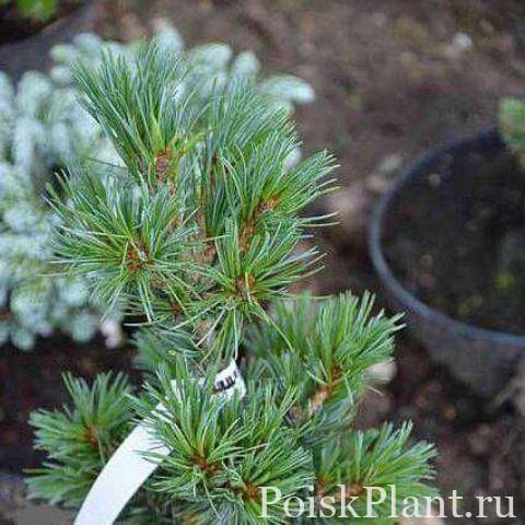 Сосна мелкоцветковая Azuma Yugiri