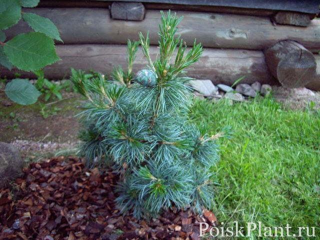 Сосна мелкоцветковая Schoons Bonsai