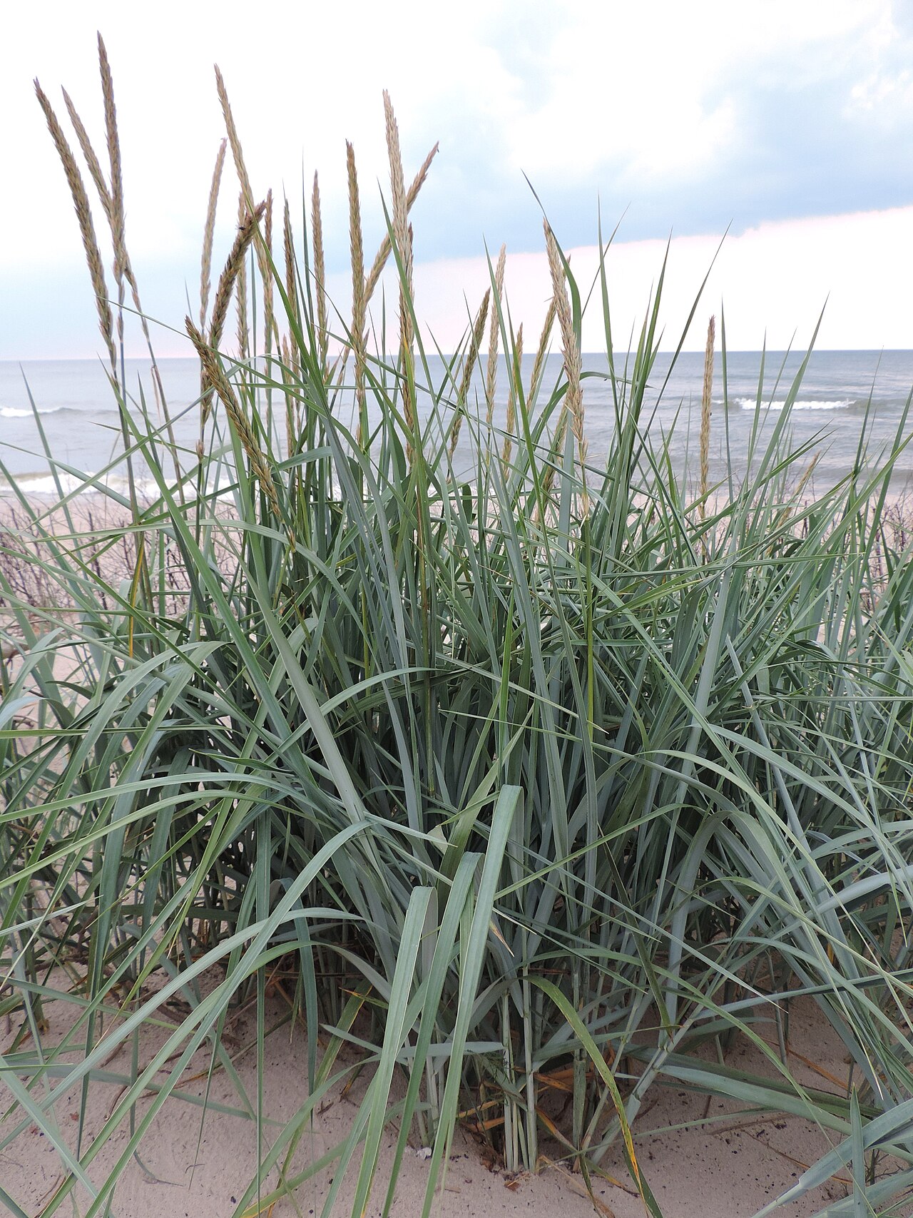 Колосняк песчаный  (Elymus arenarius)