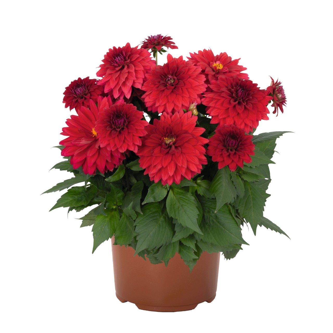 Георгина Hypnotica Red Velvet