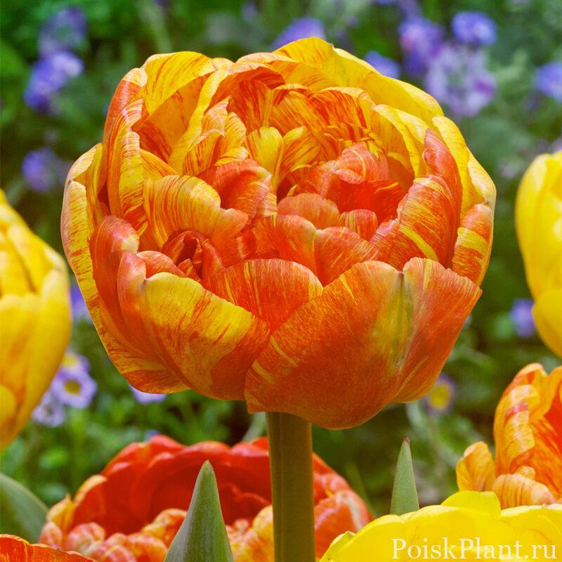 Тюльпан Дарвина Double Beauty of Apeldoorn