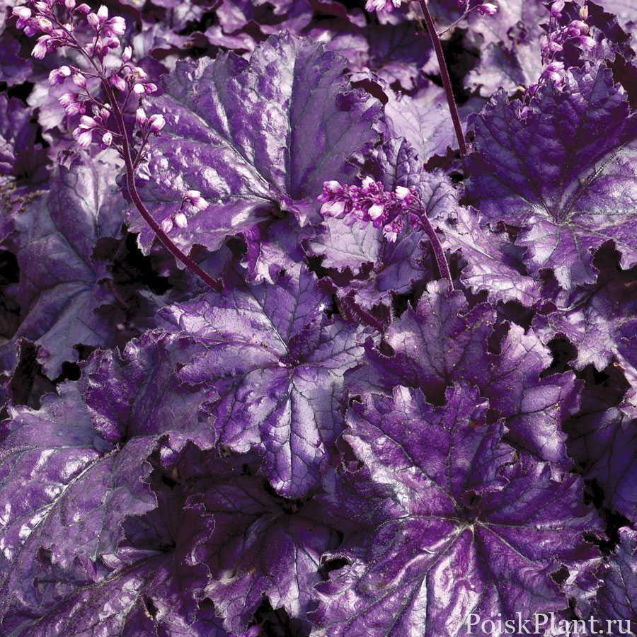 Гейхера гибридная Forever Purple