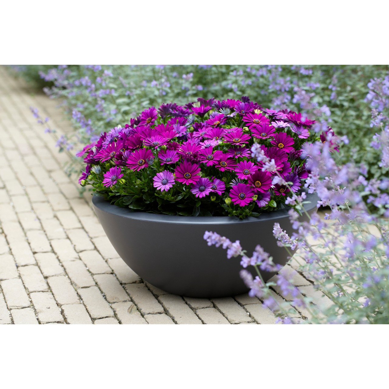 Остеоспермум Margarita Cool Purple
