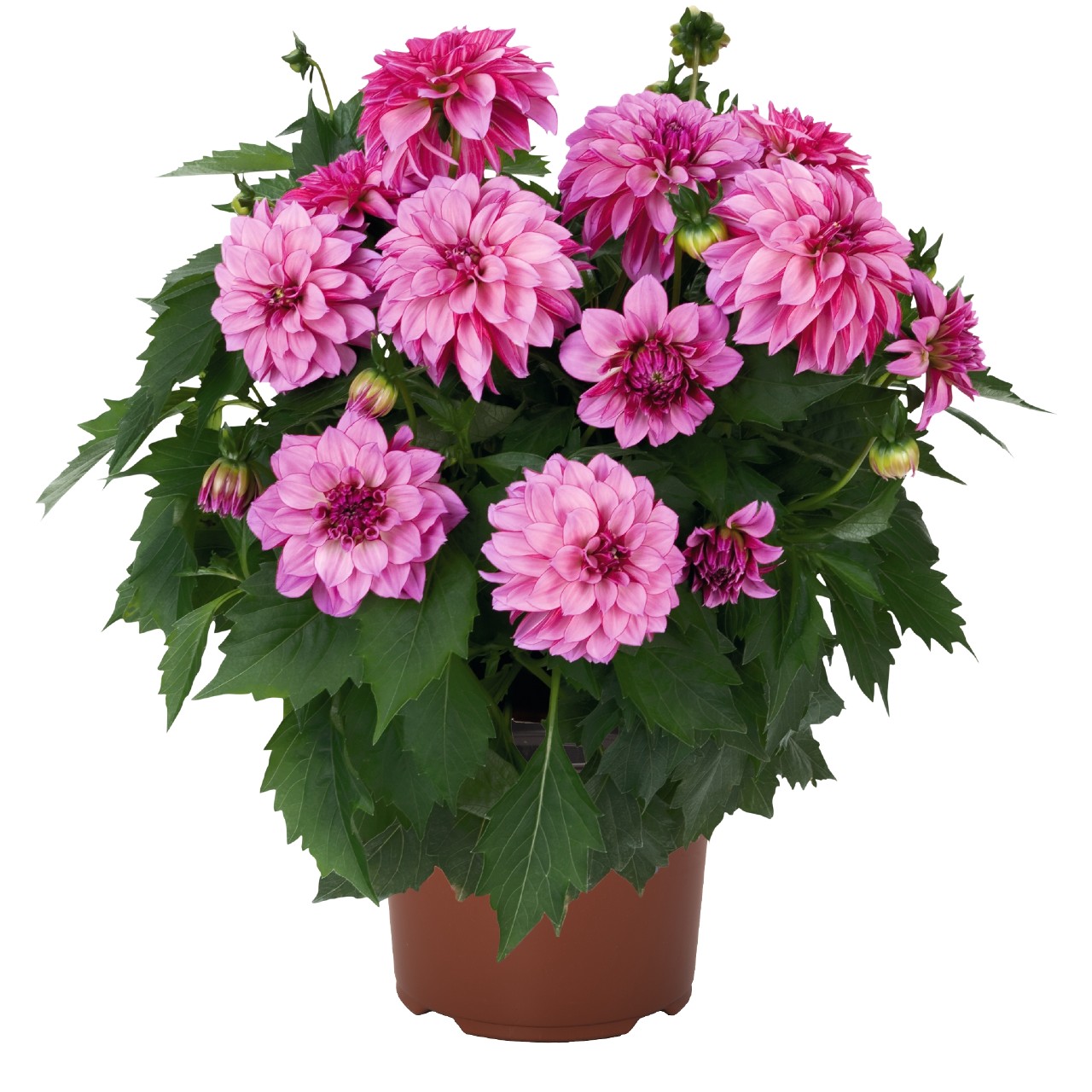Георгина Hypnotica Purple Bicolor