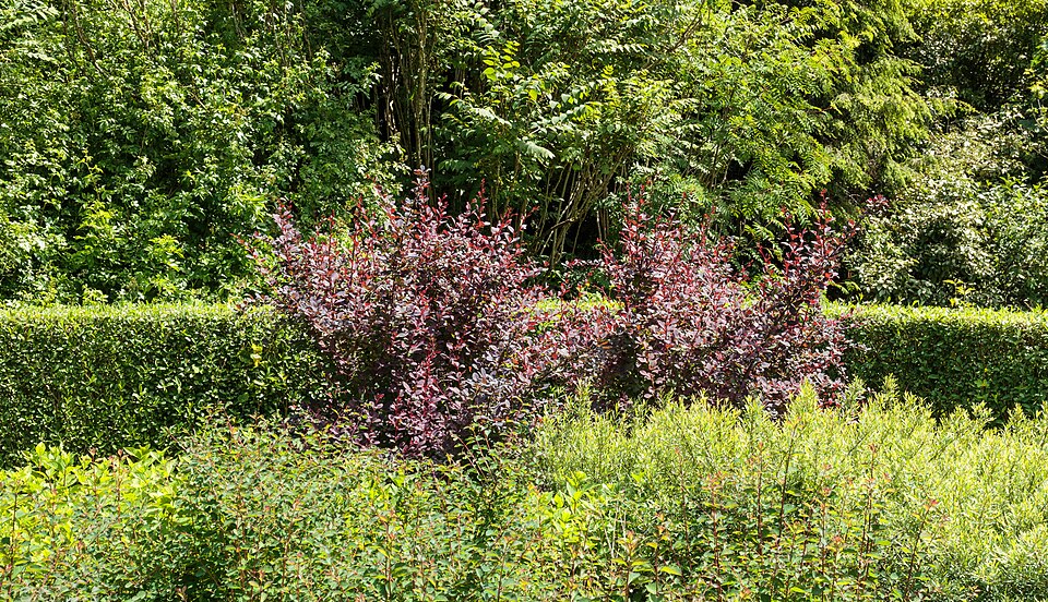 Барбарис Atropurpurea