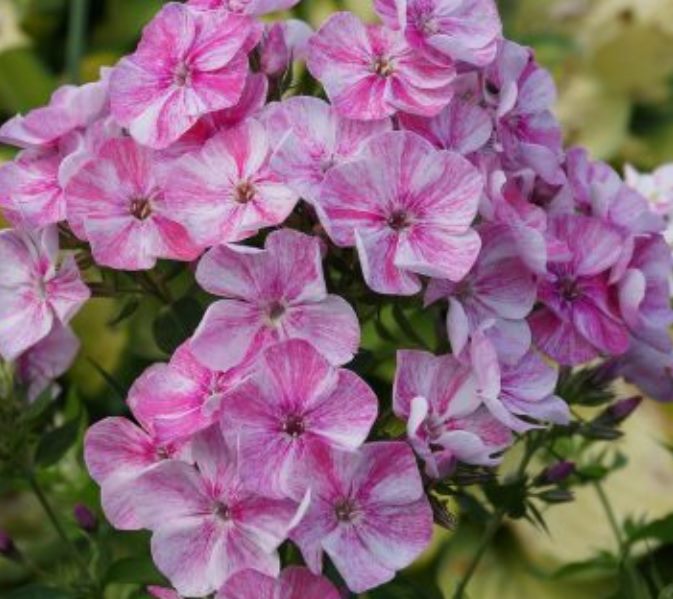 Флокс метельчатый Freckle Pink Shades