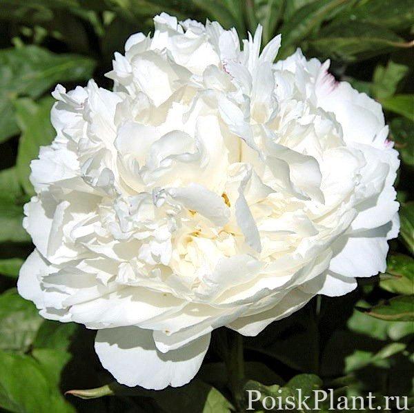 Пион травянистый White Sarah Bernhardt