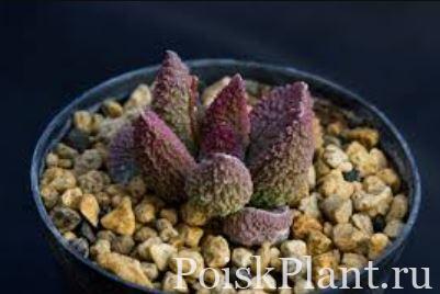 Адромискус мариана Herrei Pink Coral