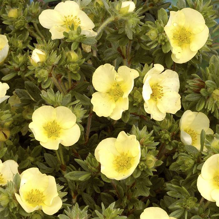 Лапчатка кустарниковая Primrose Beauty