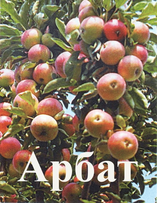 Яблоня Арбат