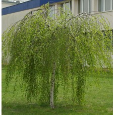 Береза повислая (Betula pendula Youngii)
