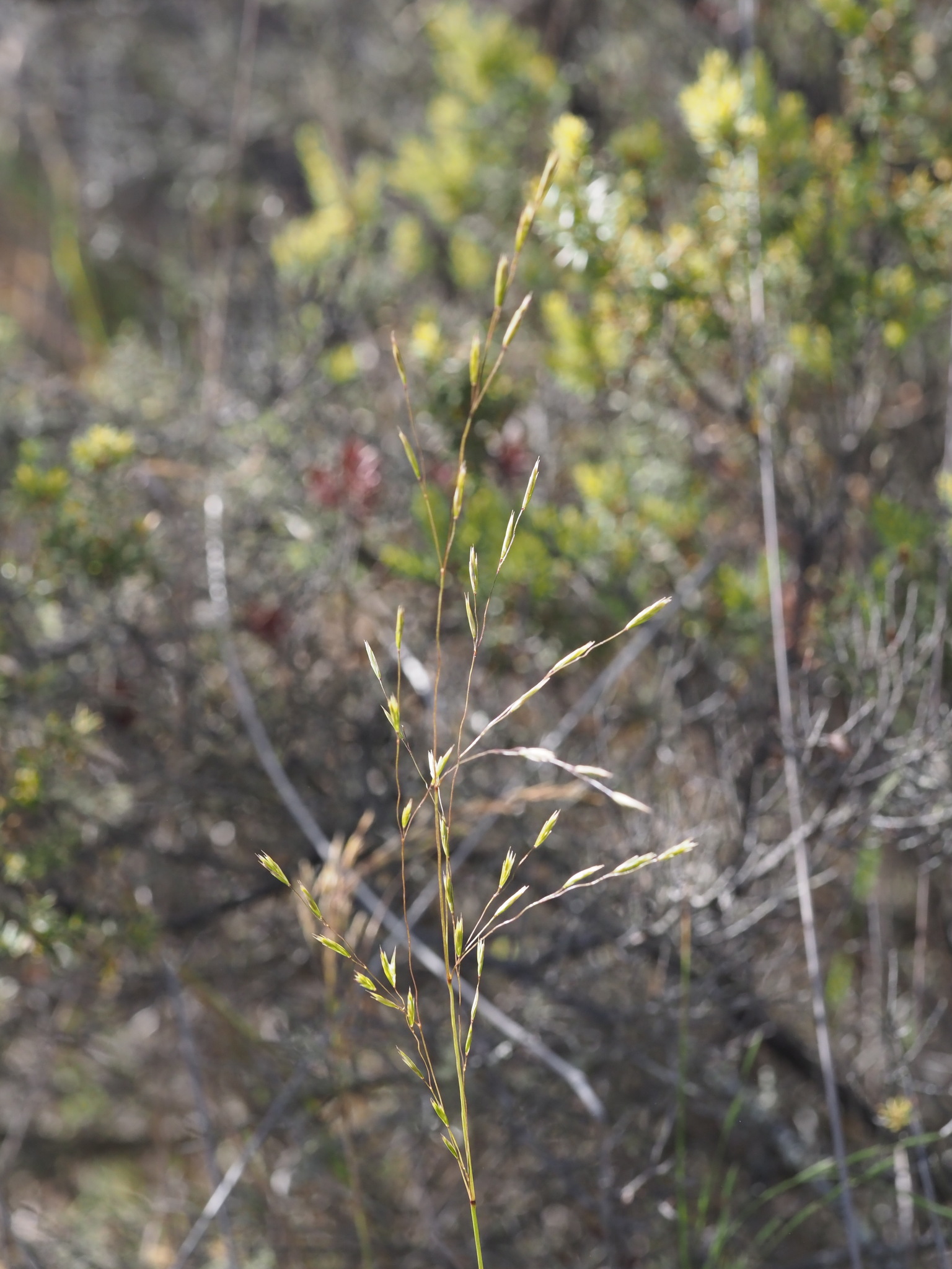 international backfill (iNaturalist): Festuca