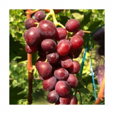 Виноград культурный Велюр (Vitis vinifera  )
