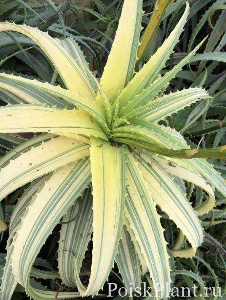 Алоэ древовидное Variegata