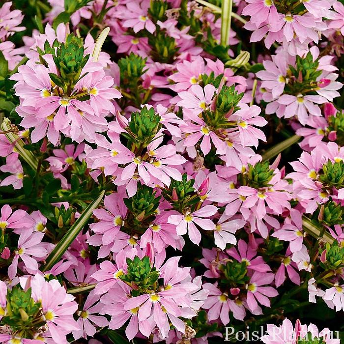 Сцевола таккада Pink blessing
