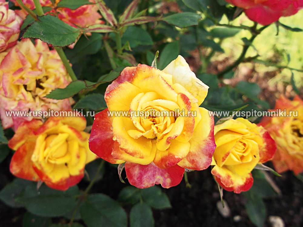 Миниатюрные розы Flame Meillandina’ = ‘MEIgenpi