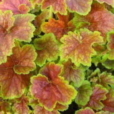 Гейхера Миракл