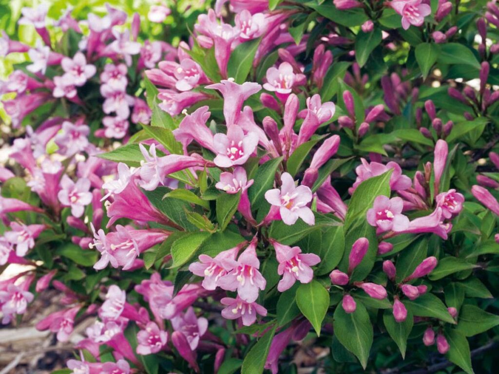 Вейгела цветущая Pink Poppet