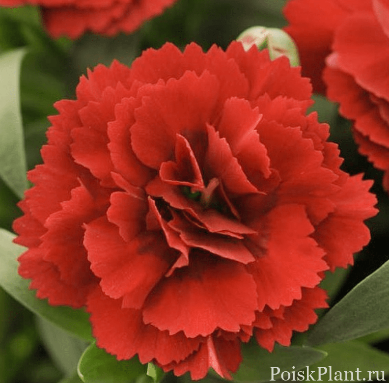 Гвоздика альвуди Dinamic Red