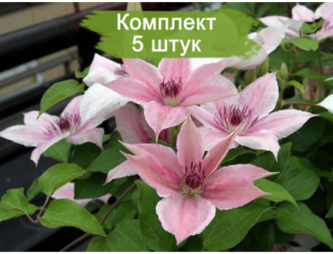 Клематис Пинк Фэнтези