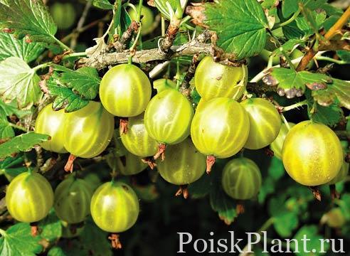 Крыжовник обыкновенный Hinnonmaki gelb