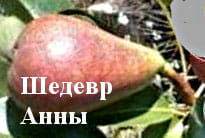 Груша Шедевр Анны
