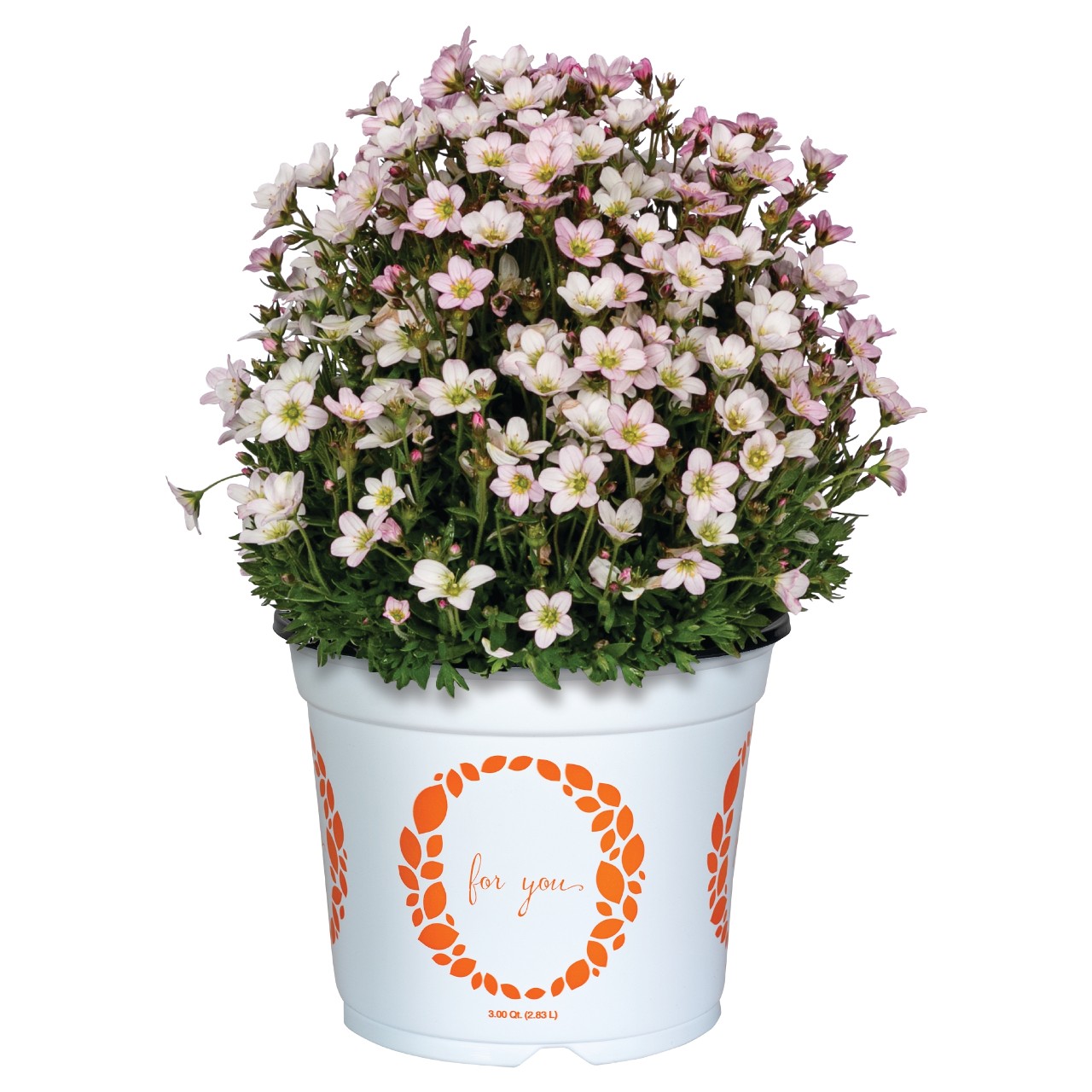 Камнеломка Scenic Appleblossom/Soft Pink